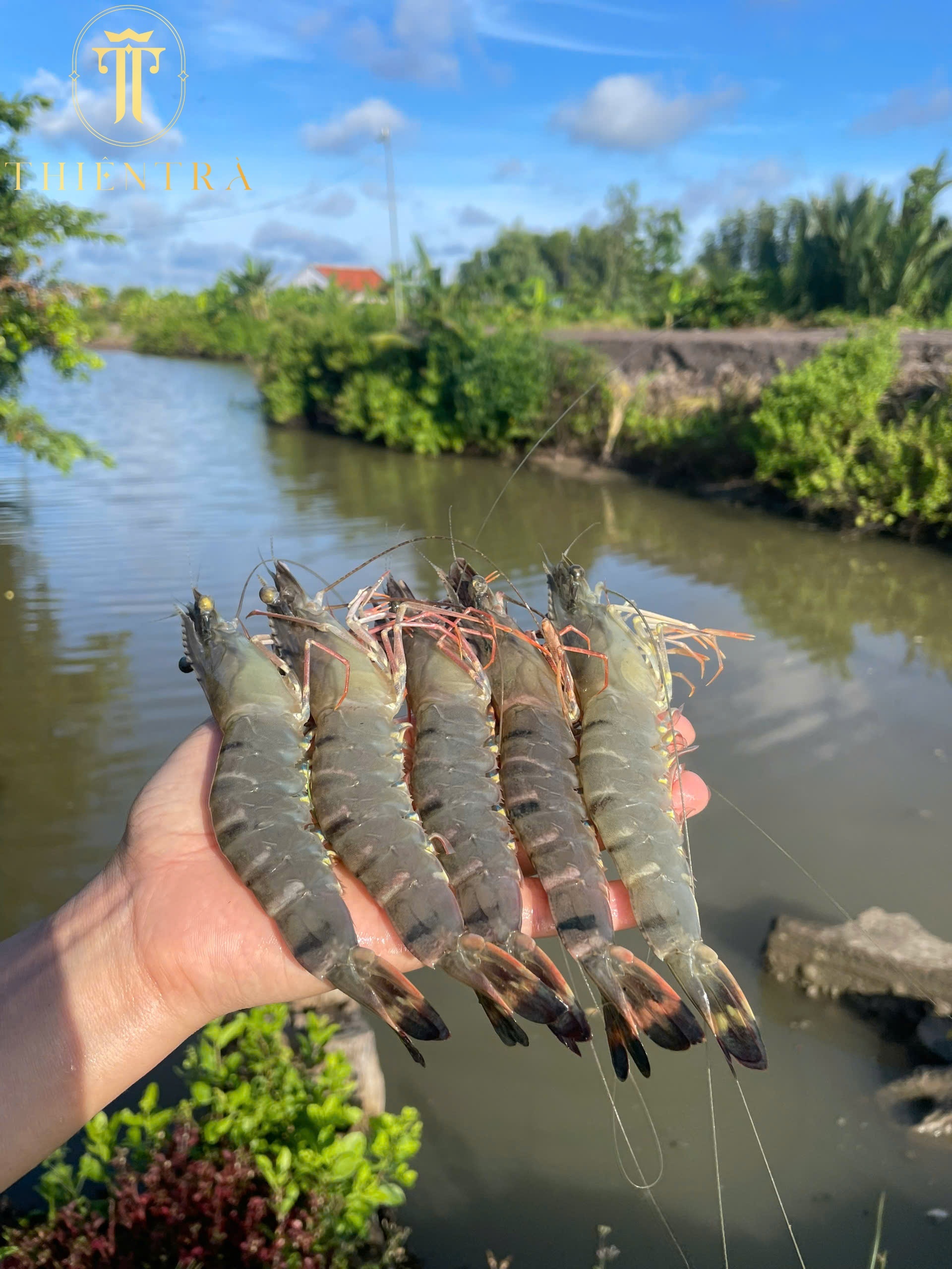 Tôm Sú Cà Mau - Từ Nuôi Trồng Đến Chế Biến Xuất Khẩu Đạt Chuẩn Quốc Tế