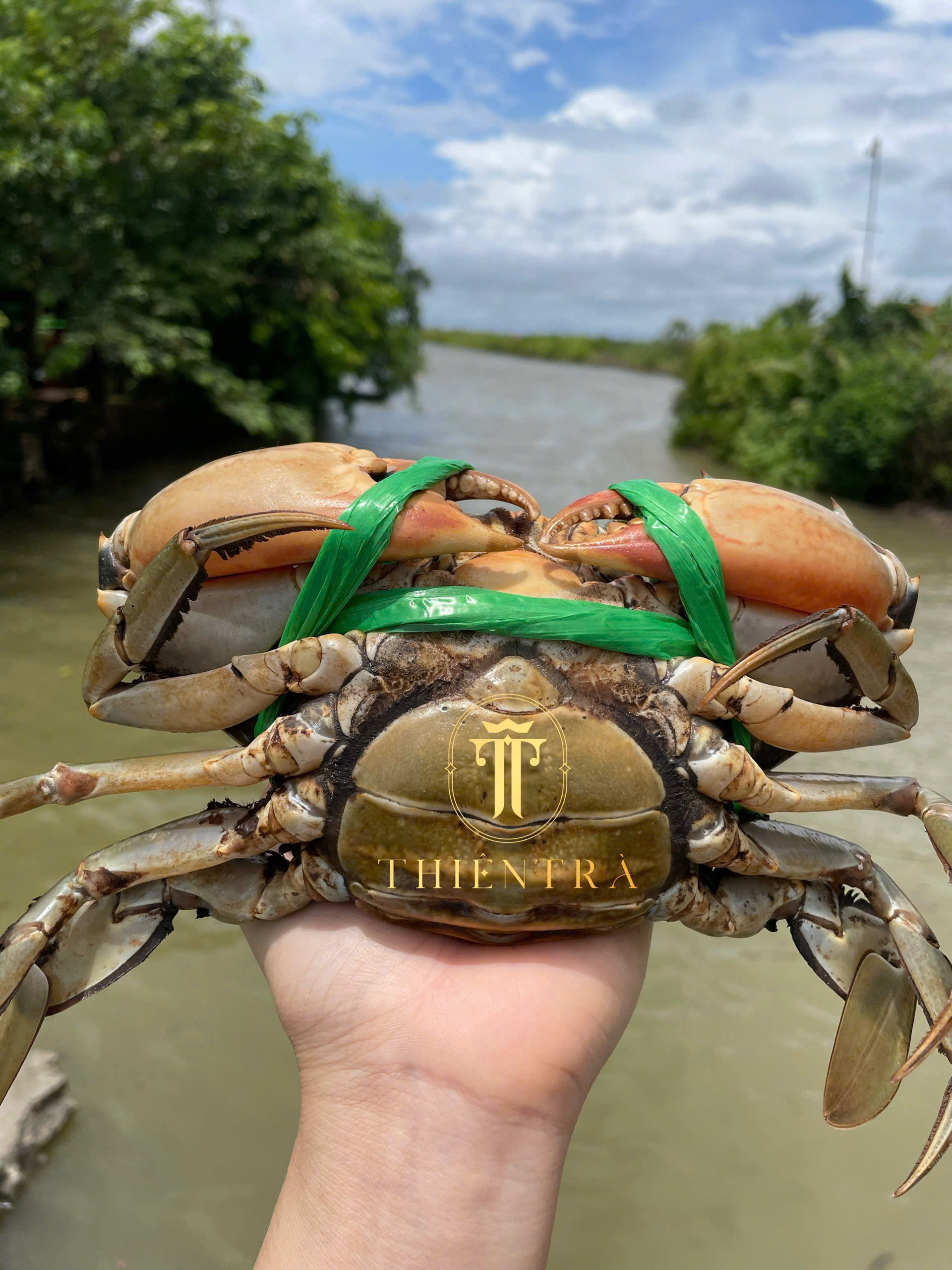 Báo Cáo Toàn Cảnh Thị Trường Cua Cà Mau 2026: Xu Hướng Tiêu Dùng, Xuất Khẩu & Dự Báo Đến 2031