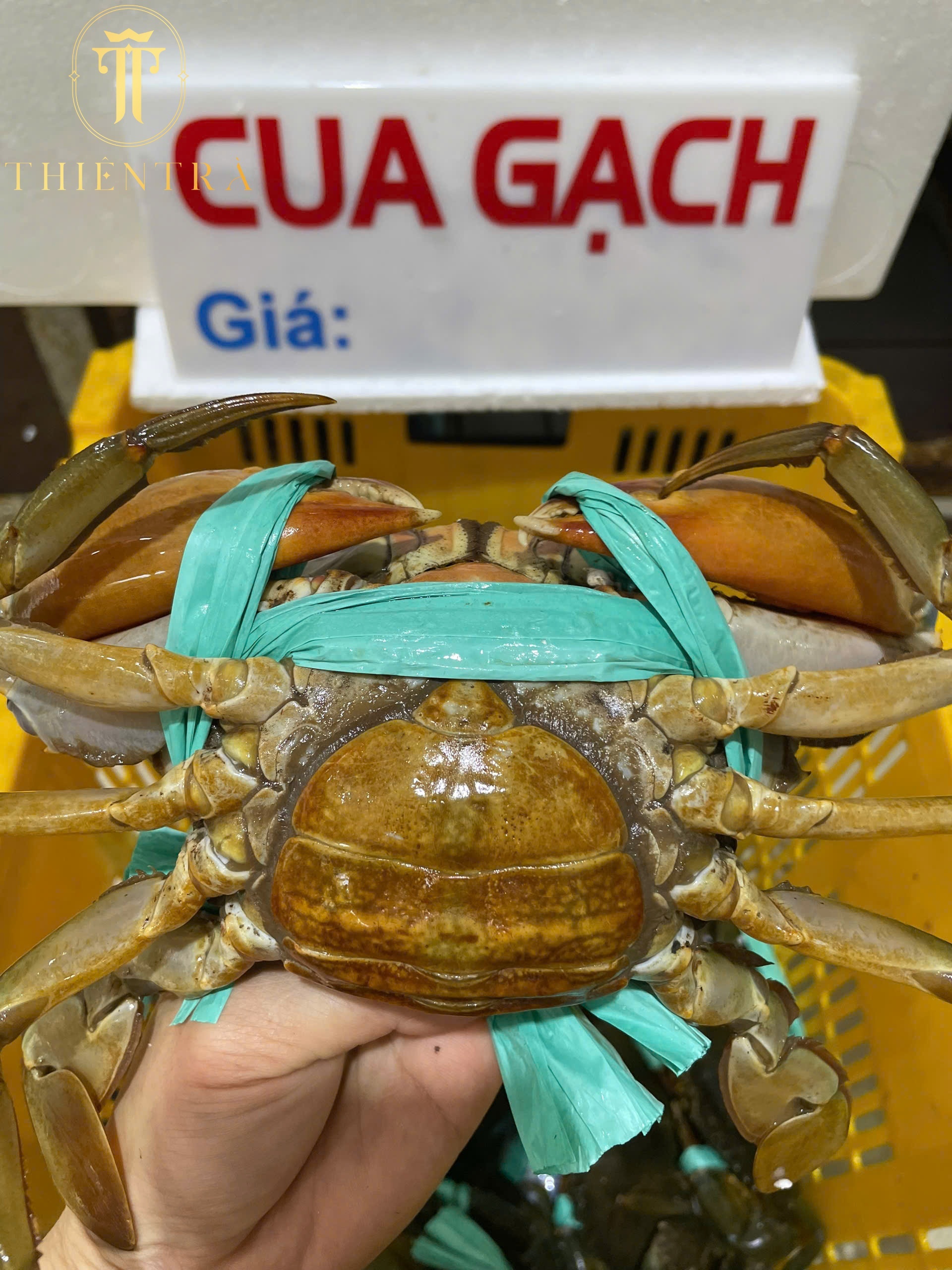 Cua Gạch Son Cà Mau - Ảnh 4