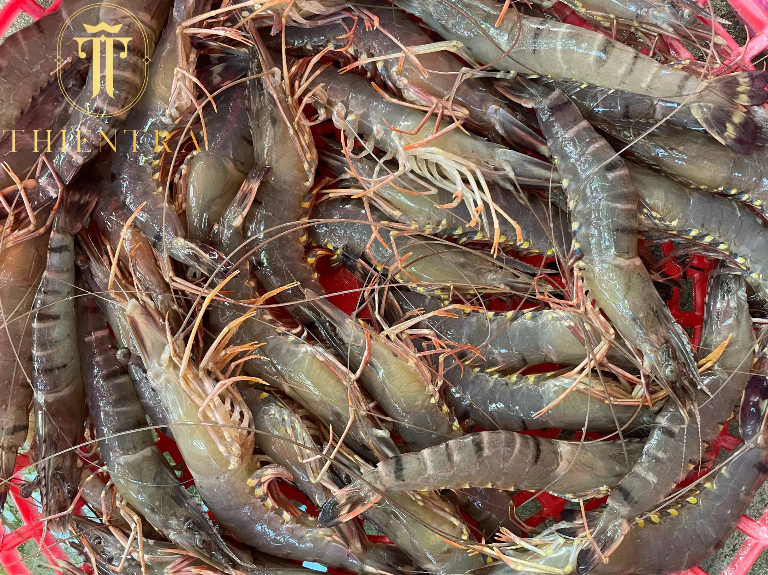 Tôm Sú Thiên Nhiên Cà Mau - Ảnh 5