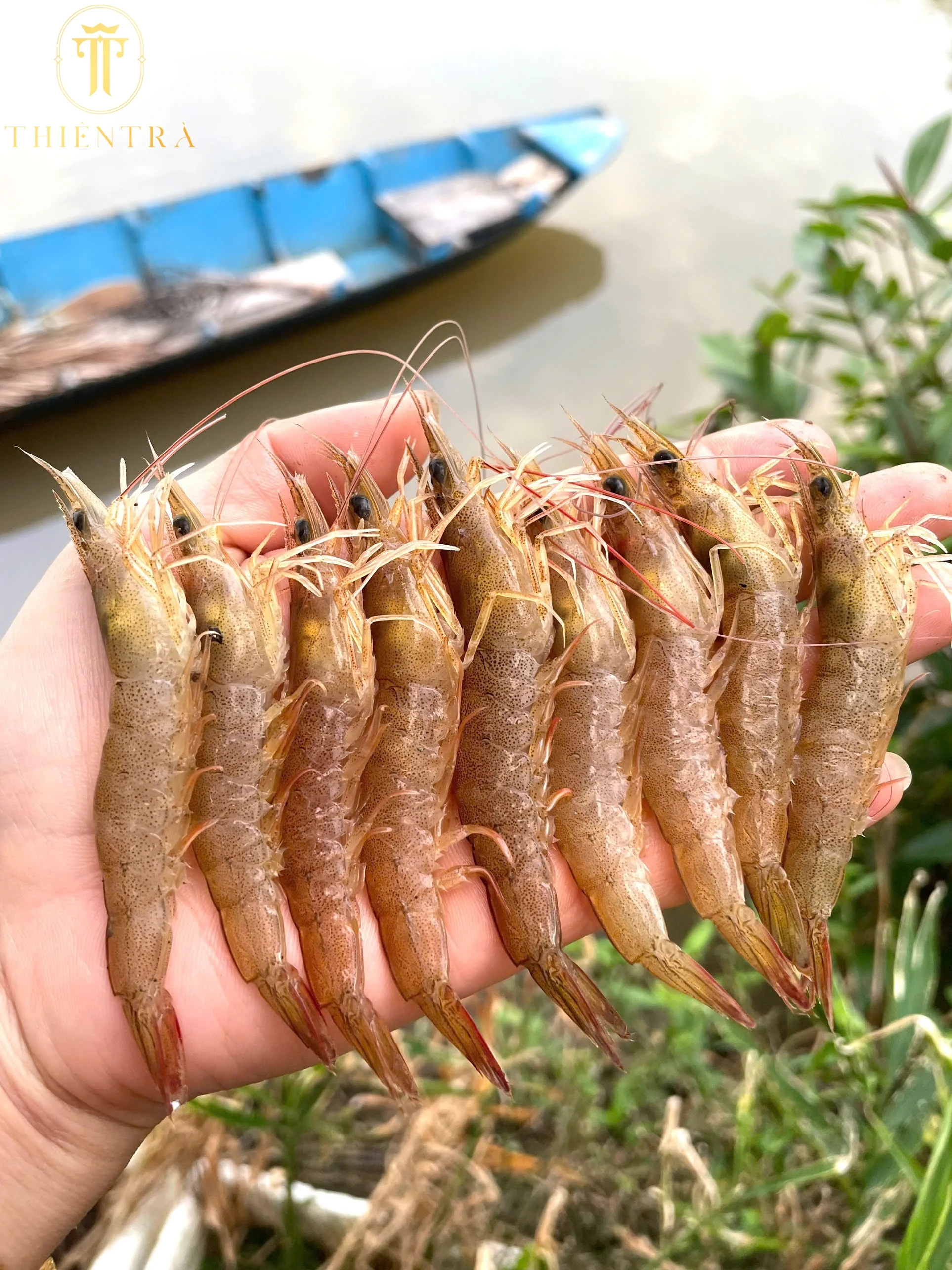 Tôm Khô Đất Cà Mau – Đặc Biệt - Ảnh 4