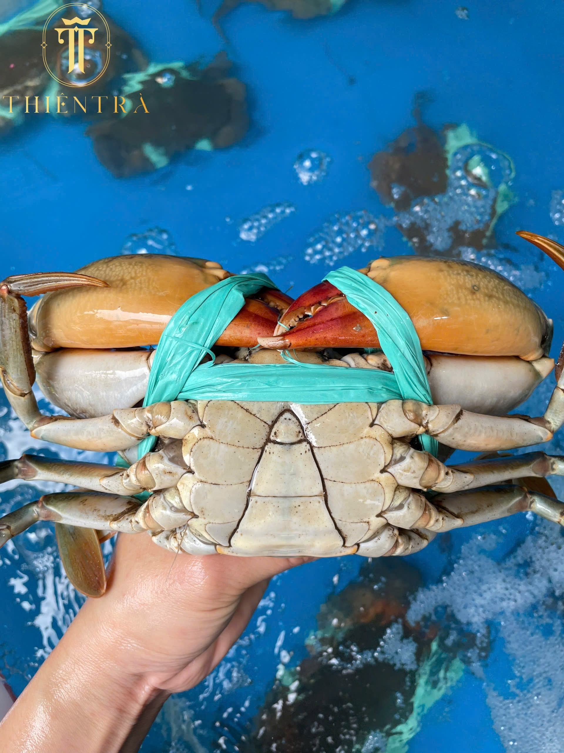 Cua Thịt Cà Mau - Ảnh 2