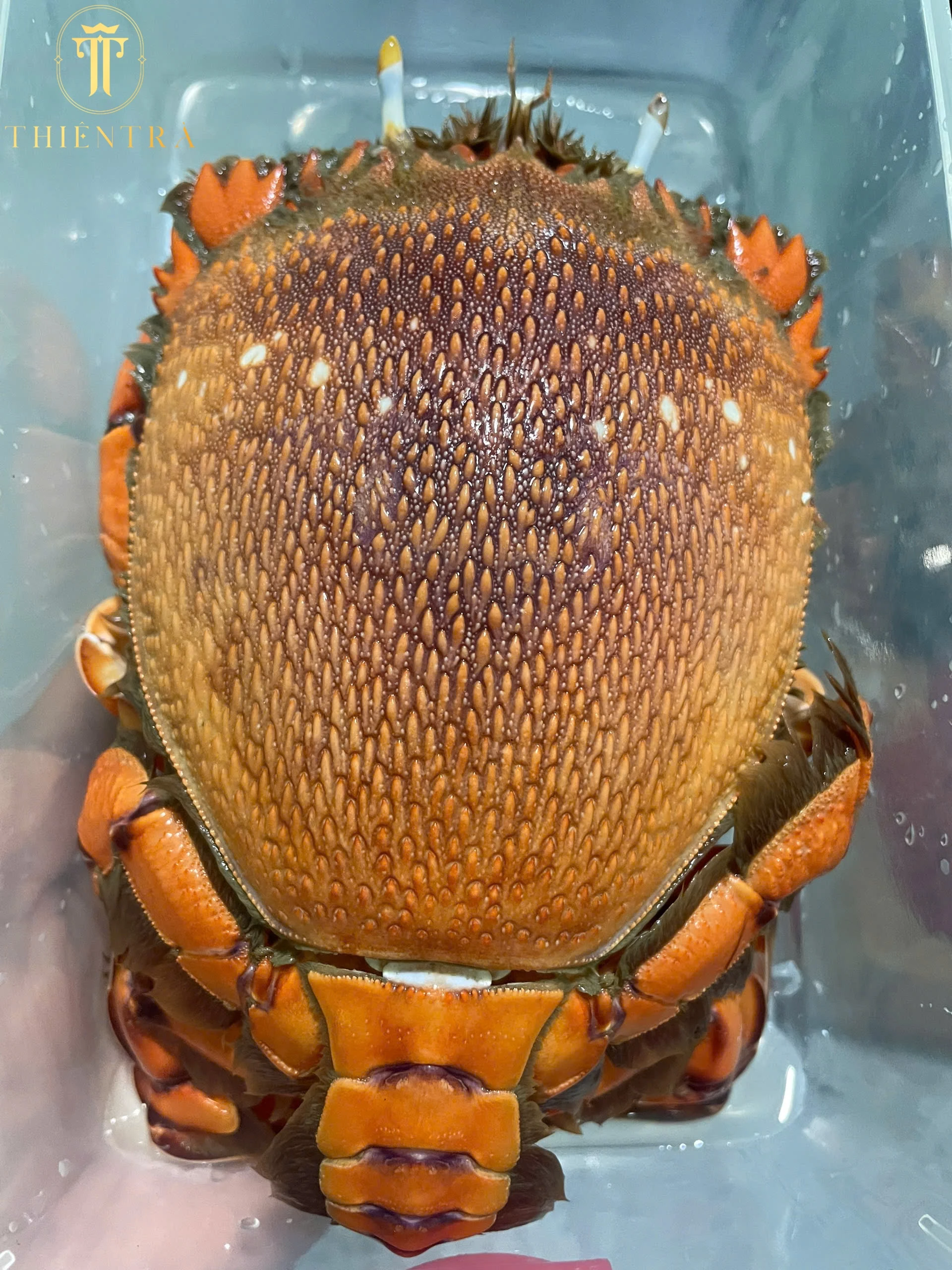 Cua Huỳnh Đế - Ảnh 2