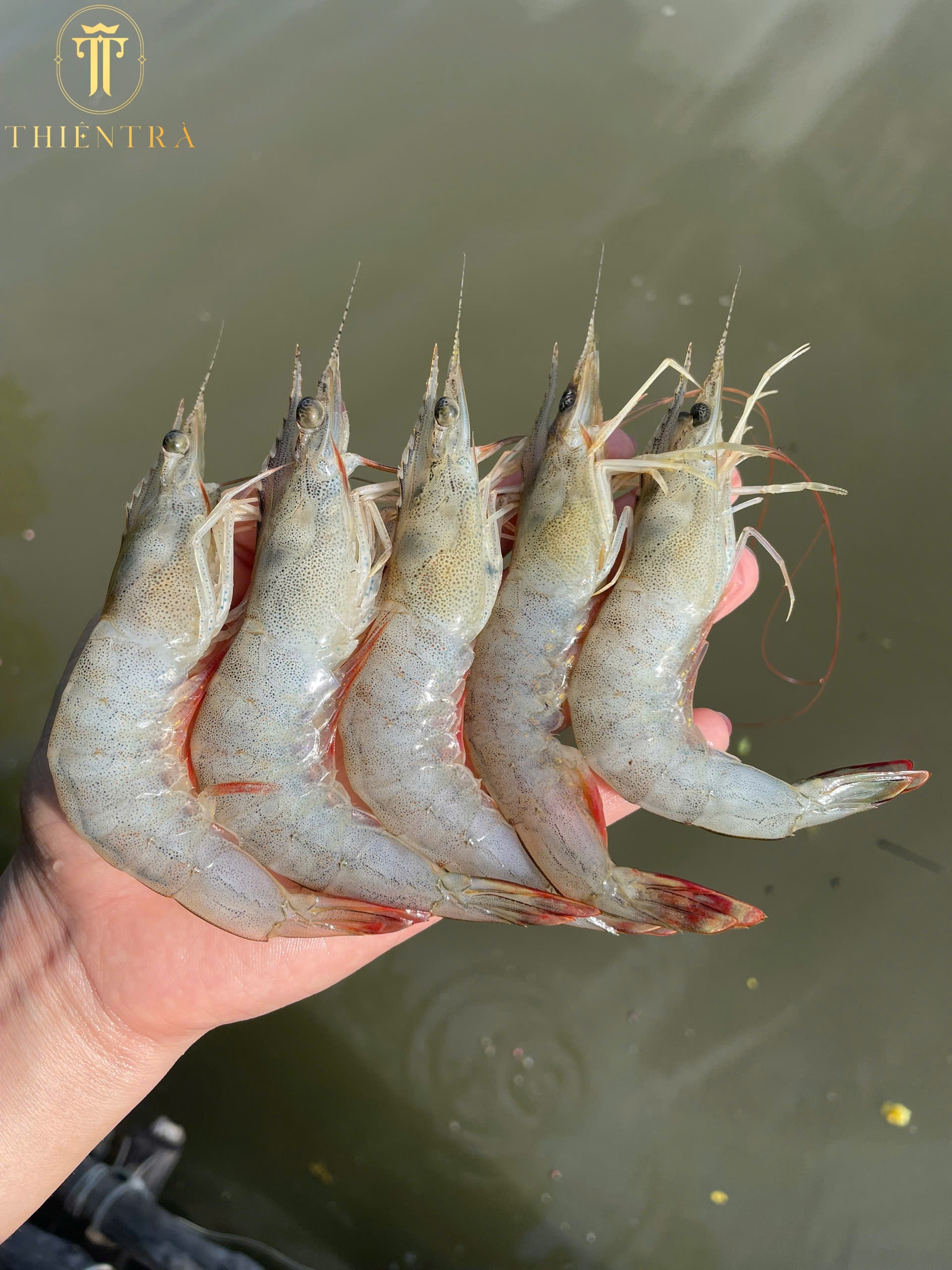 Tôm Thẻ Thiên Nhiên Cà Mau - Ảnh 2