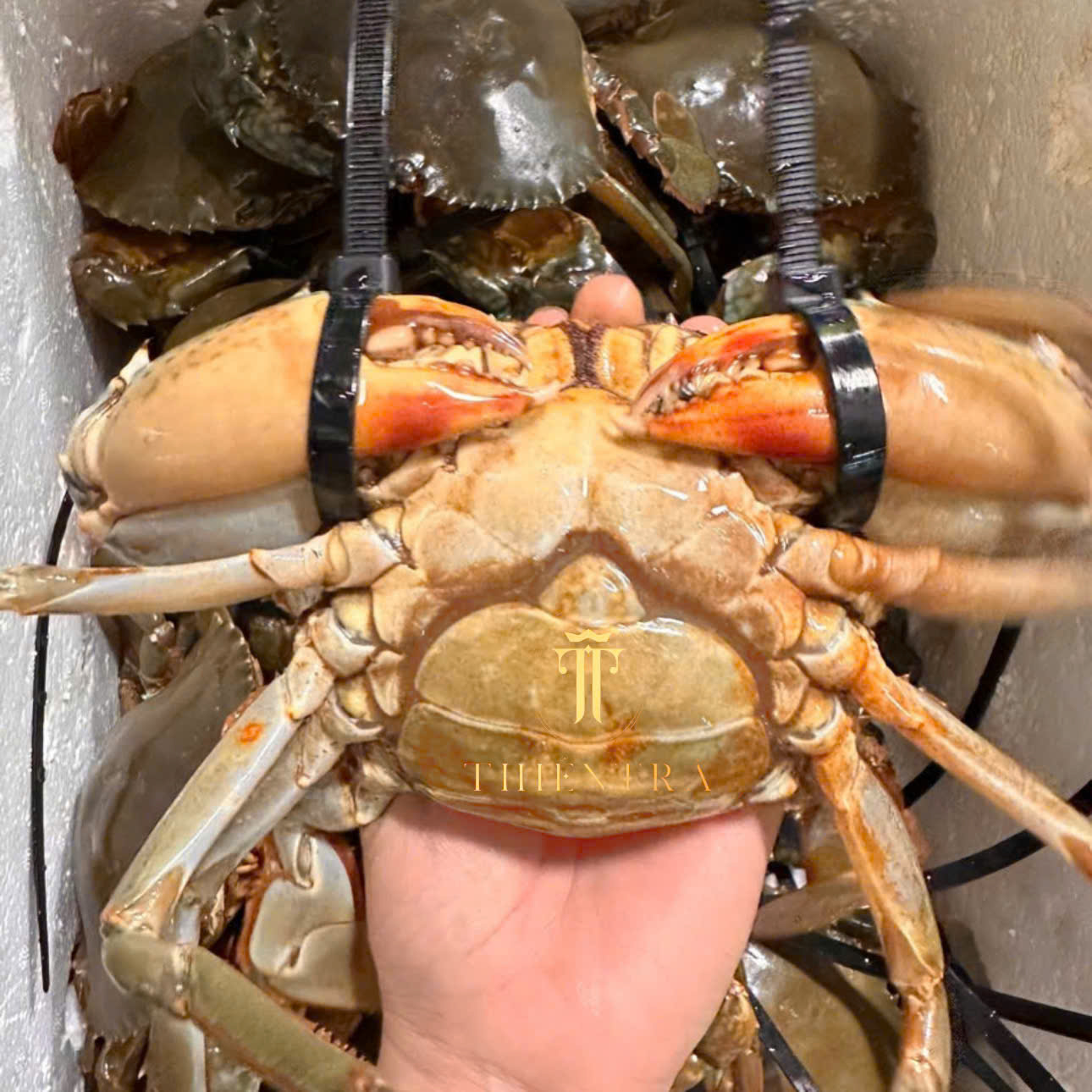 Cua Gạch Son Cà Mau - Ảnh 5