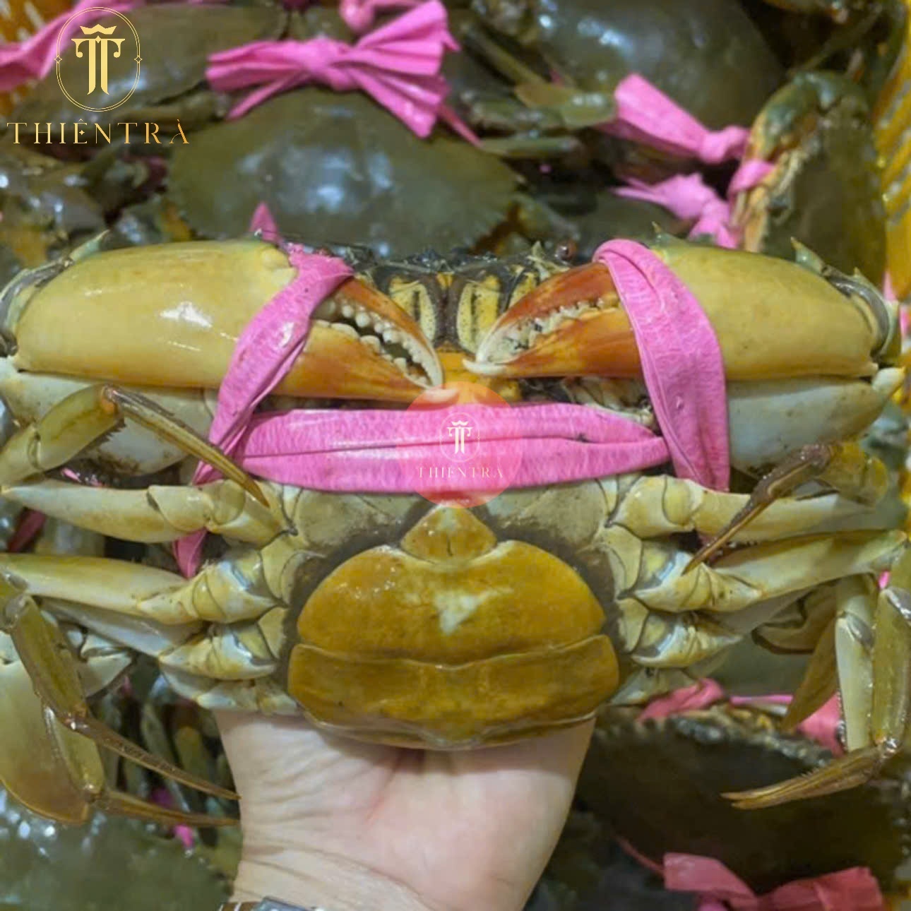 Cua Gạch Son Cà Mau - Ảnh 6