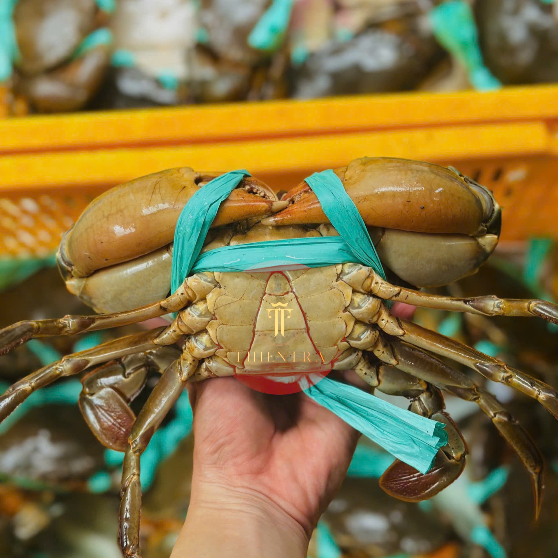 Cua Thịt Cà Mau - Ảnh 3