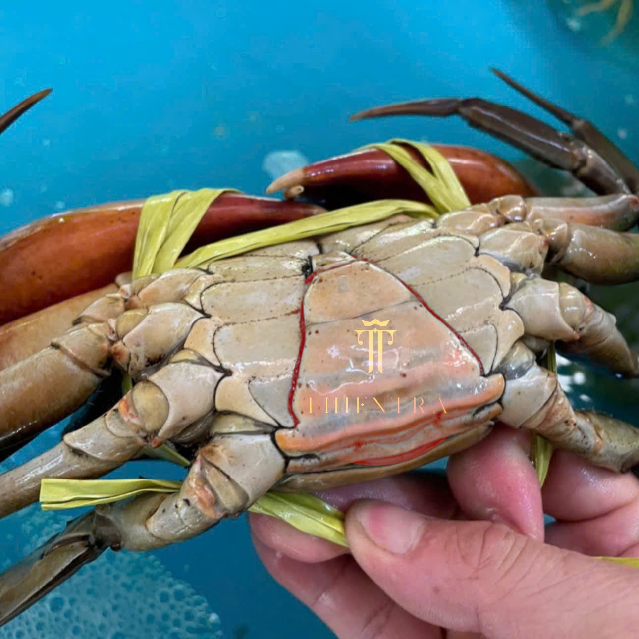 Cua Thịt Cà Mau - Ảnh 5