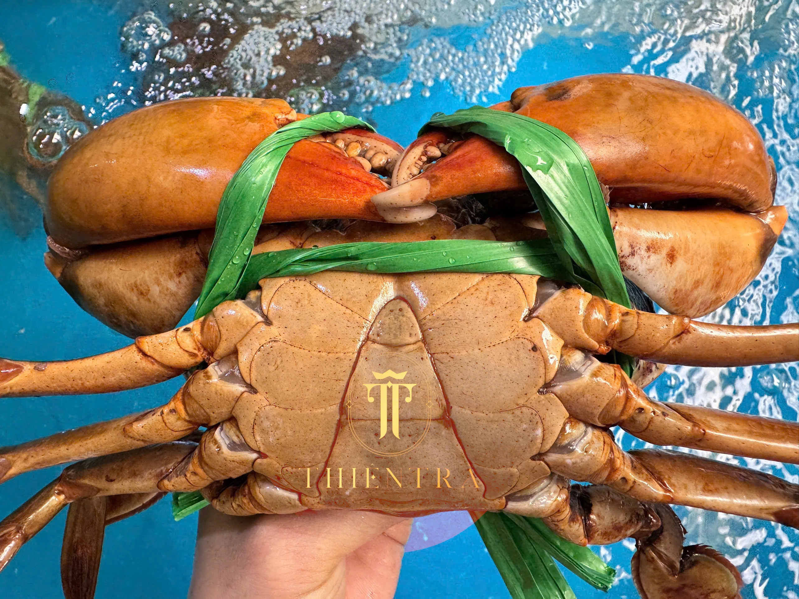 Cua Thịt Cà Mau - Ảnh 7