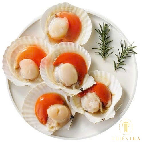 Sò Điệp Nhật - Ảnh 2