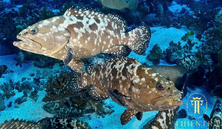 Cá Mú Cọp - Ảnh 2