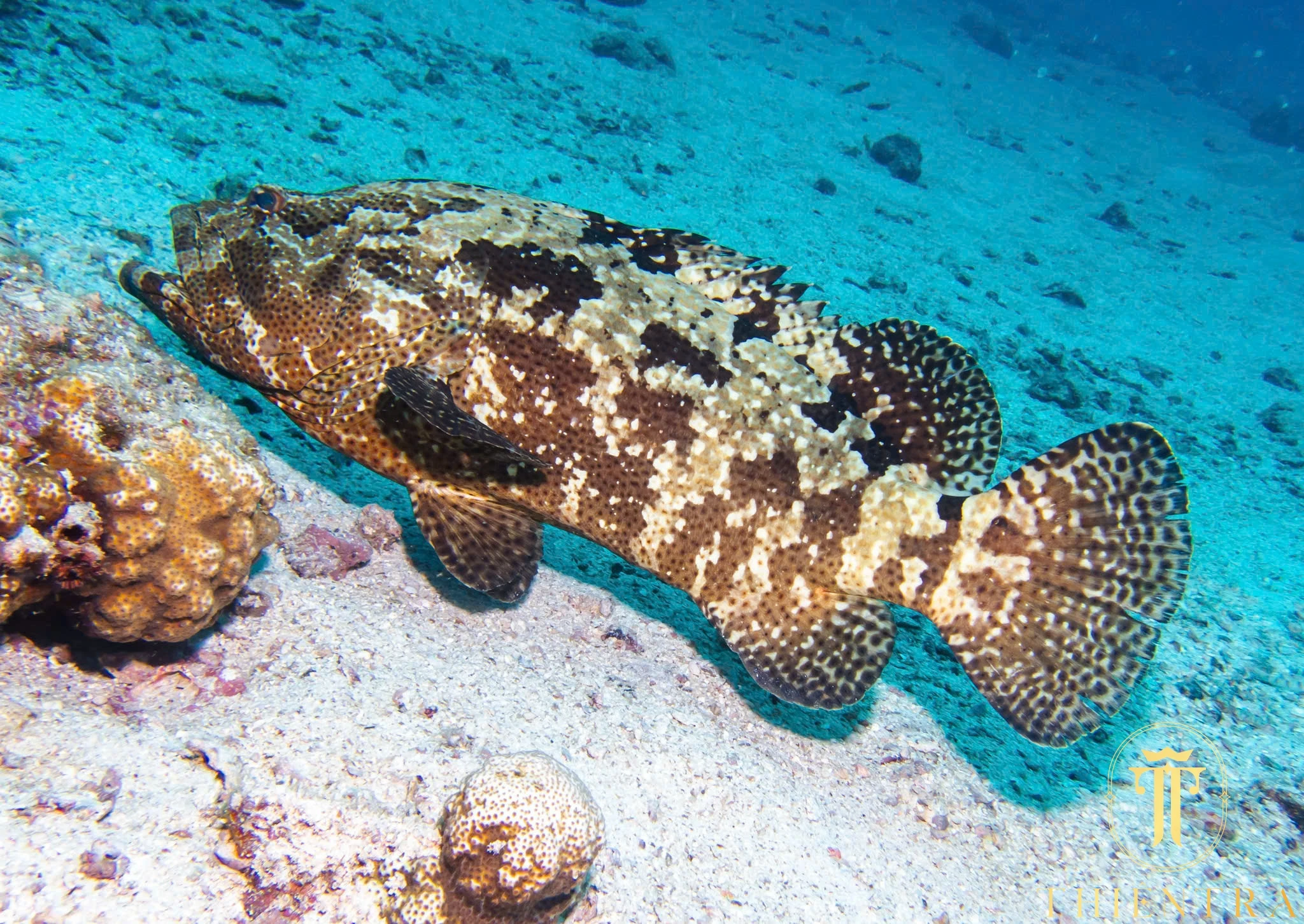 Cá Mú Cọp - Ảnh 3