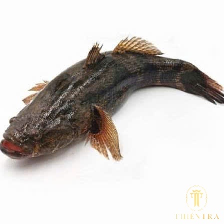 Cá Bống Tượng - Ảnh 4