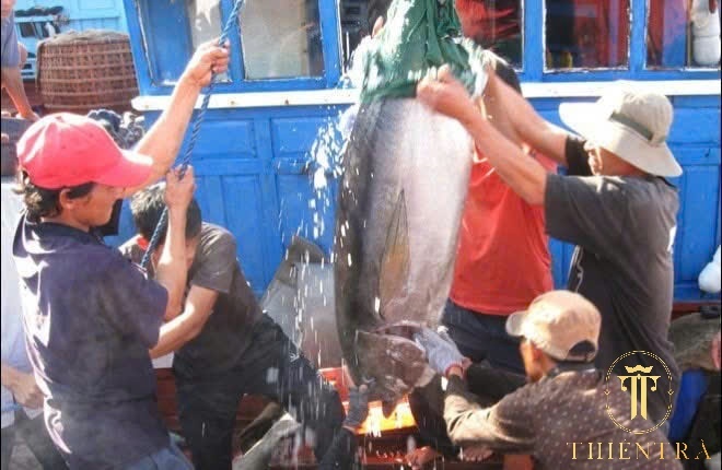 Phile Cá Ngừ Đại Dương - Ảnh 3