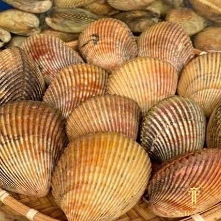 Sò Dương - Ảnh 7