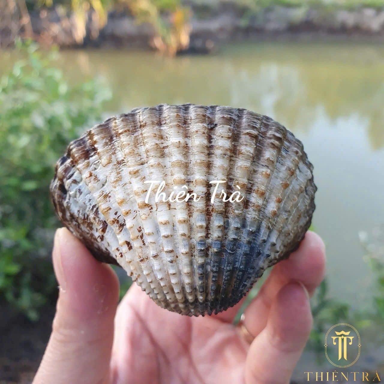 Sò Huyết - Ảnh 3