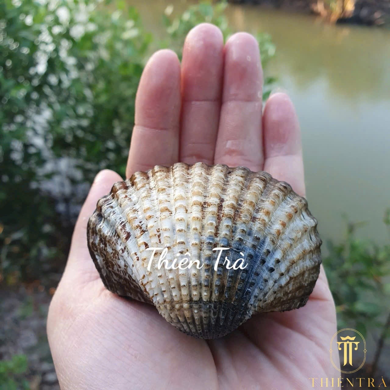 Sò Huyết - Ảnh 5