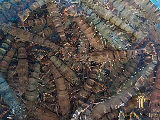 Tôm Sú Sống (nuôi) - Ảnh 2