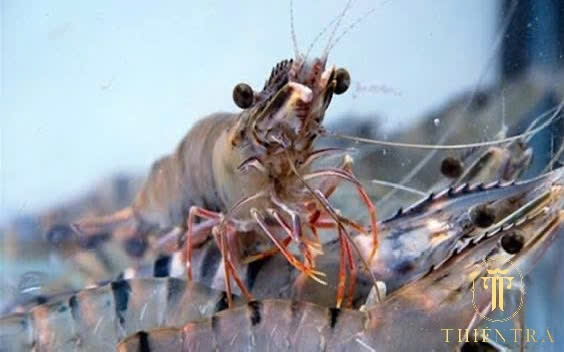 Tôm Sú Sống (nuôi) - Ảnh 4