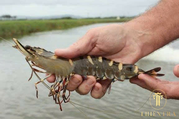 Tôm Sú Sống (nuôi) - Ảnh 5