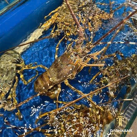 Tôm Hùm Xanh - Ảnh 2