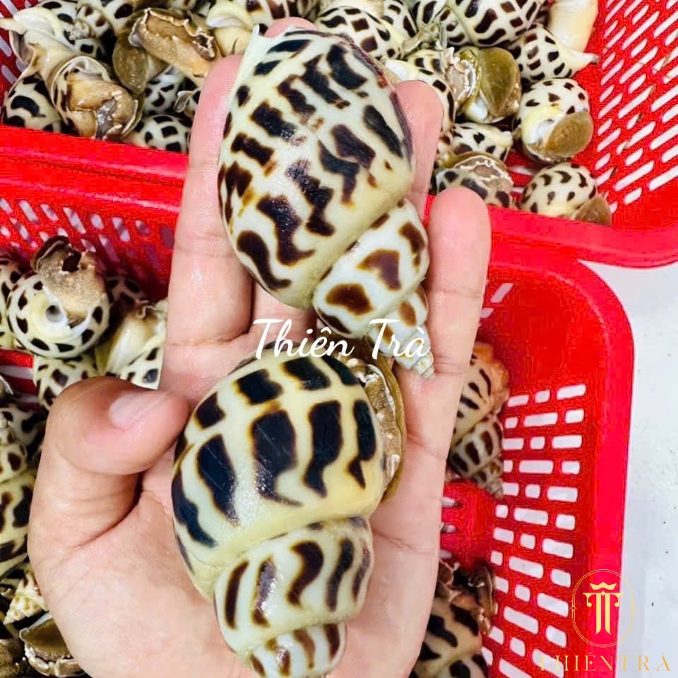 Ốc Hương Cồ Thiên Nhiên - Ảnh 6