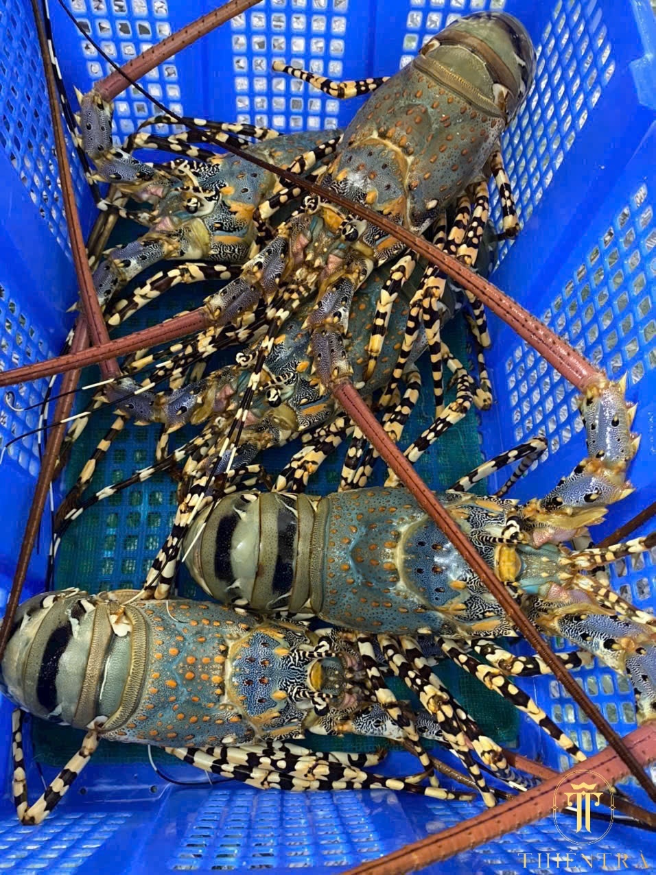 Tôm Hùm Bông - Ảnh 3