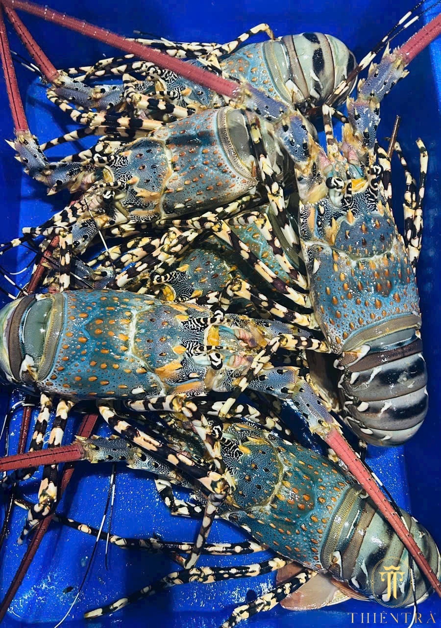 Tôm Hùm Bông - Ảnh 5