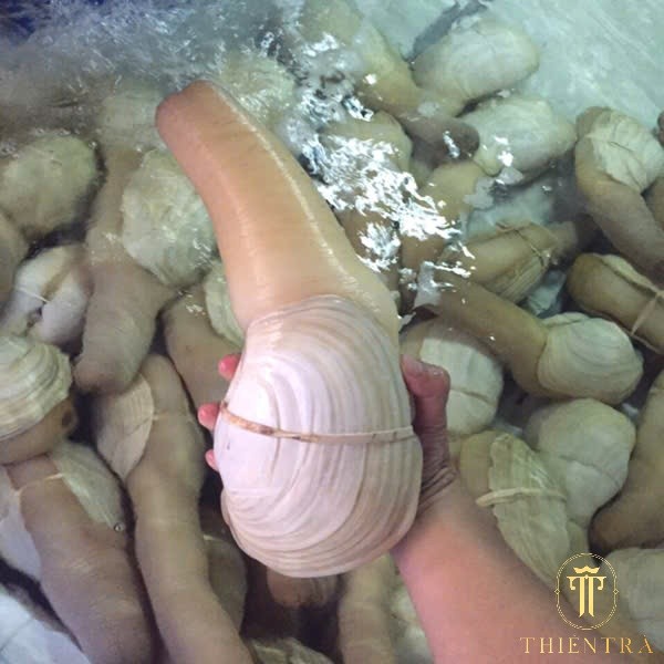 Ốc Vòi Voi Canada - Ảnh 6