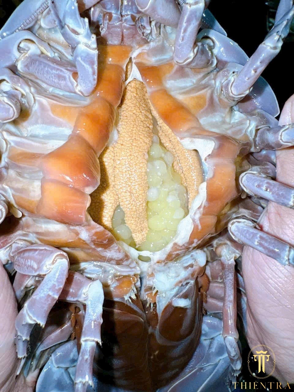 Bọ Biển - Ảnh 2