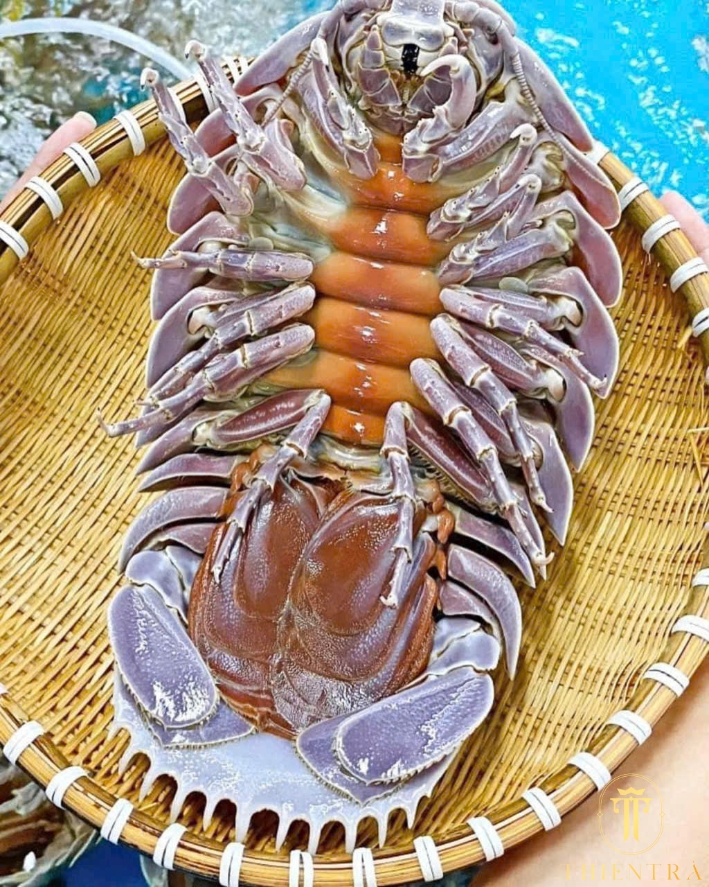 Bọ Biển - Ảnh 3